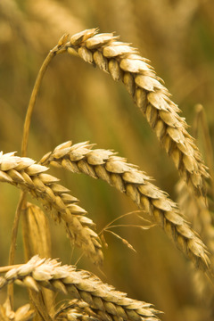 Mielec: jak to jest z tym glutenem