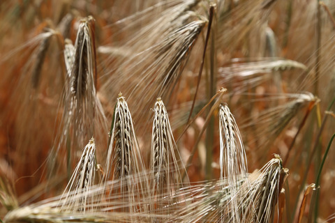 Myszków: o co chodzi z tym glutenem?